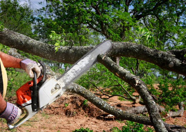 The Steps Involved in Our Tree Care Process in Franconia, VA